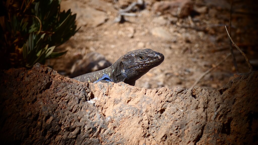 Subida al Teide: Visita de un día al Parque Nacional