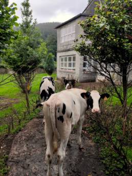 vaca en cantabria