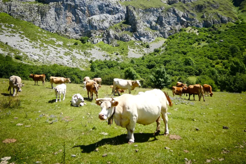 Las mejores actividades en Cantabria 2024