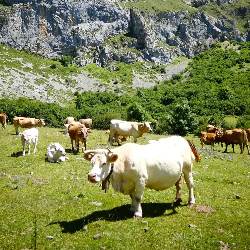 Las mejores actividades en Cantabria 2024