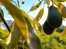 Una plantación de aguacates en Frigiliana