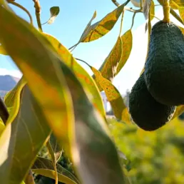 Una plantación de aguacates en Frigiliana