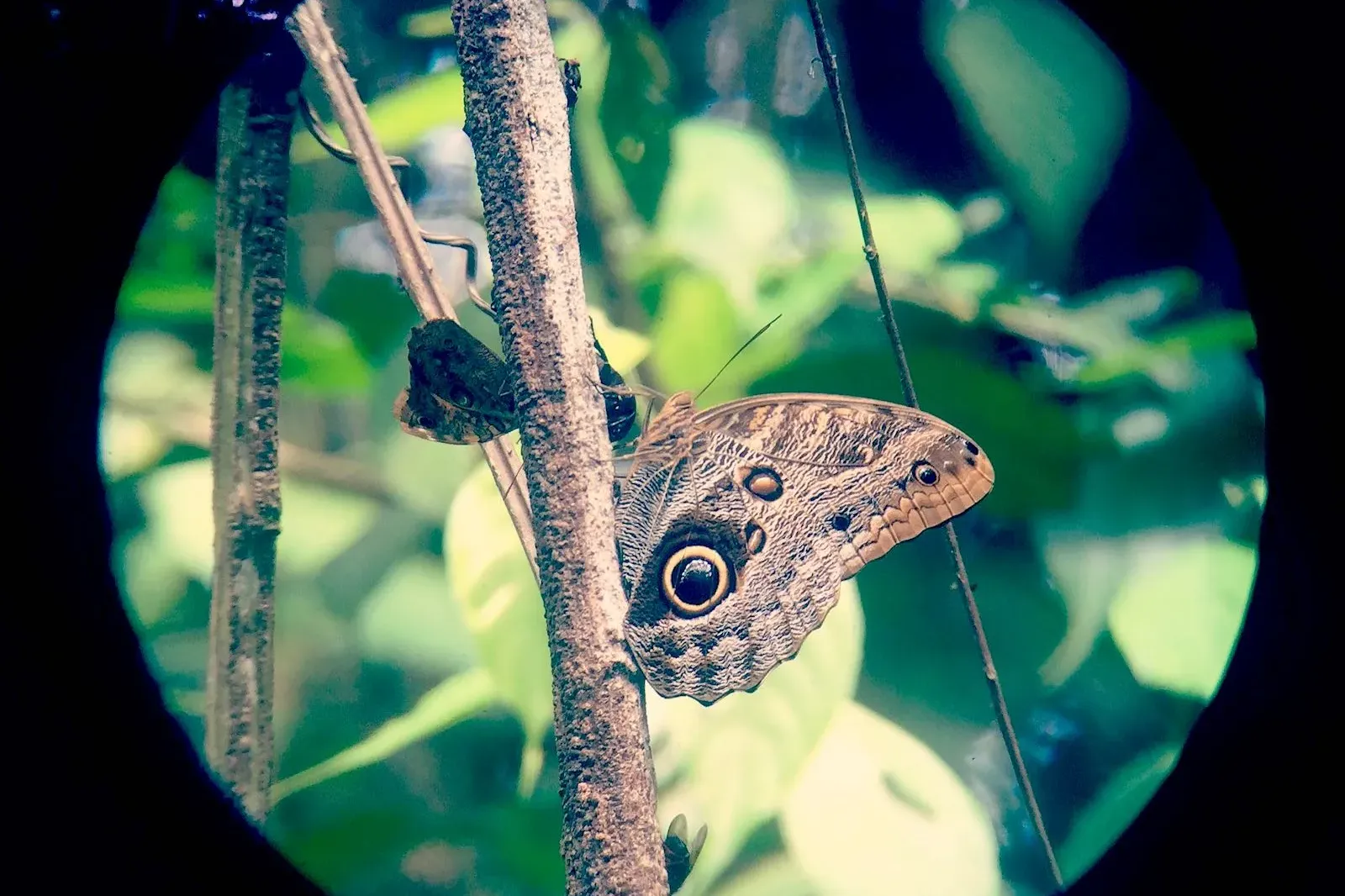 Qué ver en el Bosque Nuboso de Monteverde