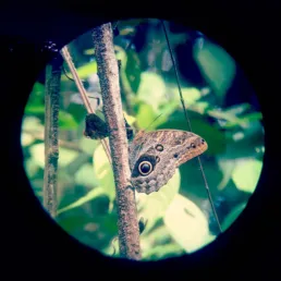 Qué ver en el Bosque Nuboso de Monteverde
