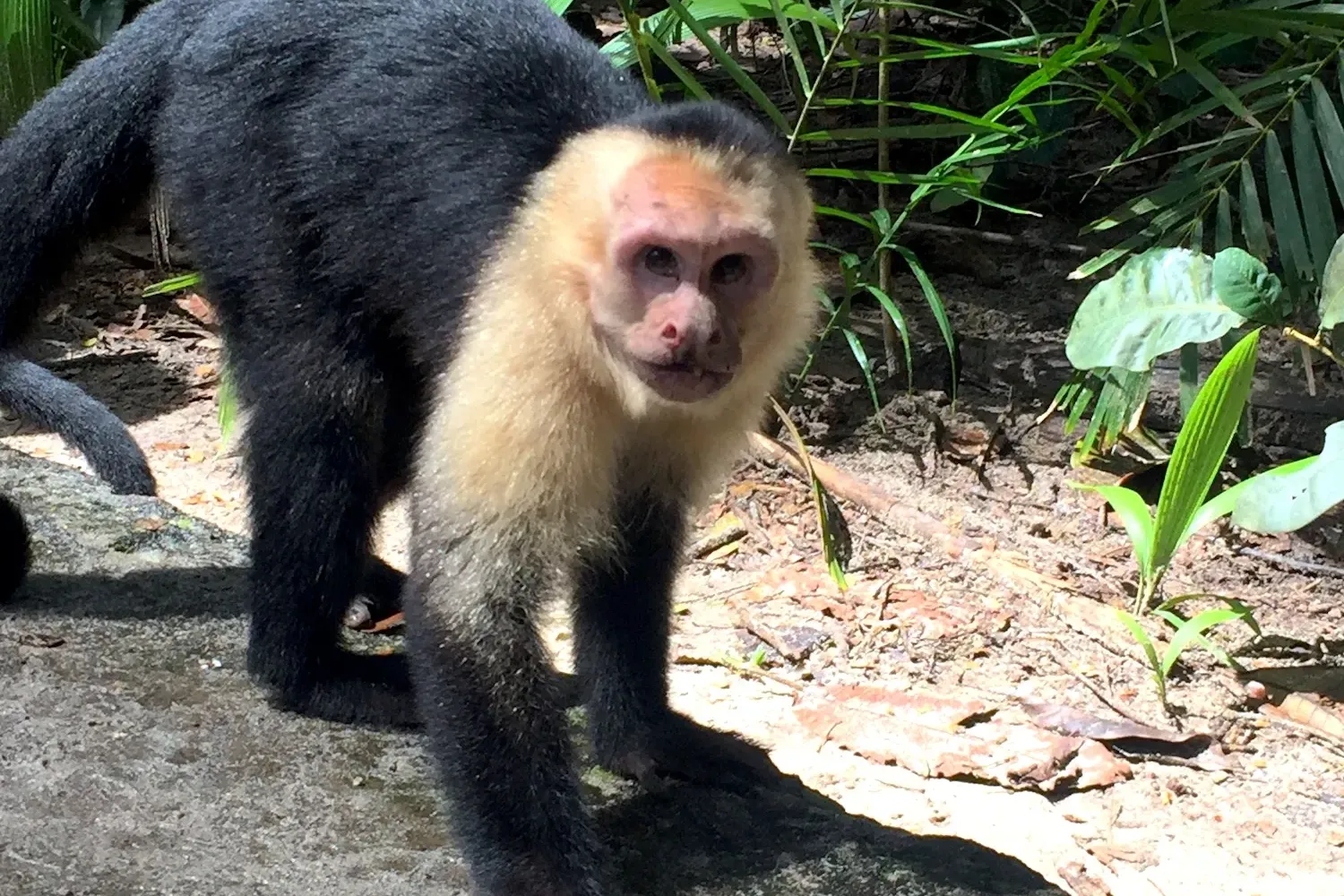 Parque Nacional Manuel Antonio: Recomendaciones