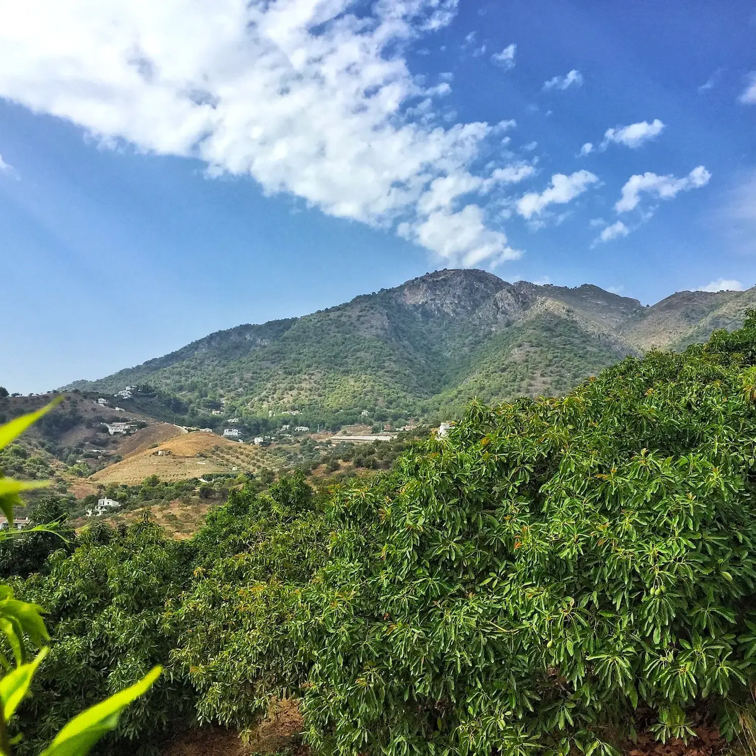 rutas senderismo frigiliana