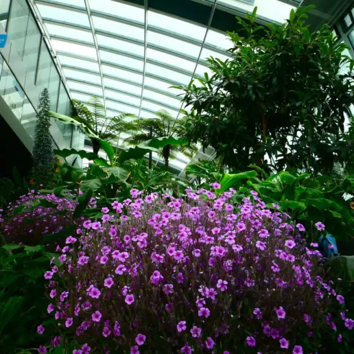 Sky Garden