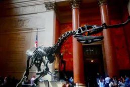 Museo de Historia Natural de Nueva York