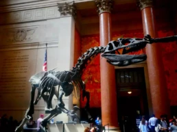 Museo de Historia Natural de Nueva York