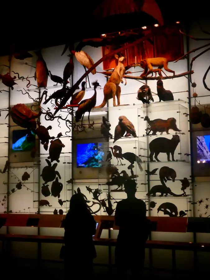 Museo de Historia Natural de Nueva York