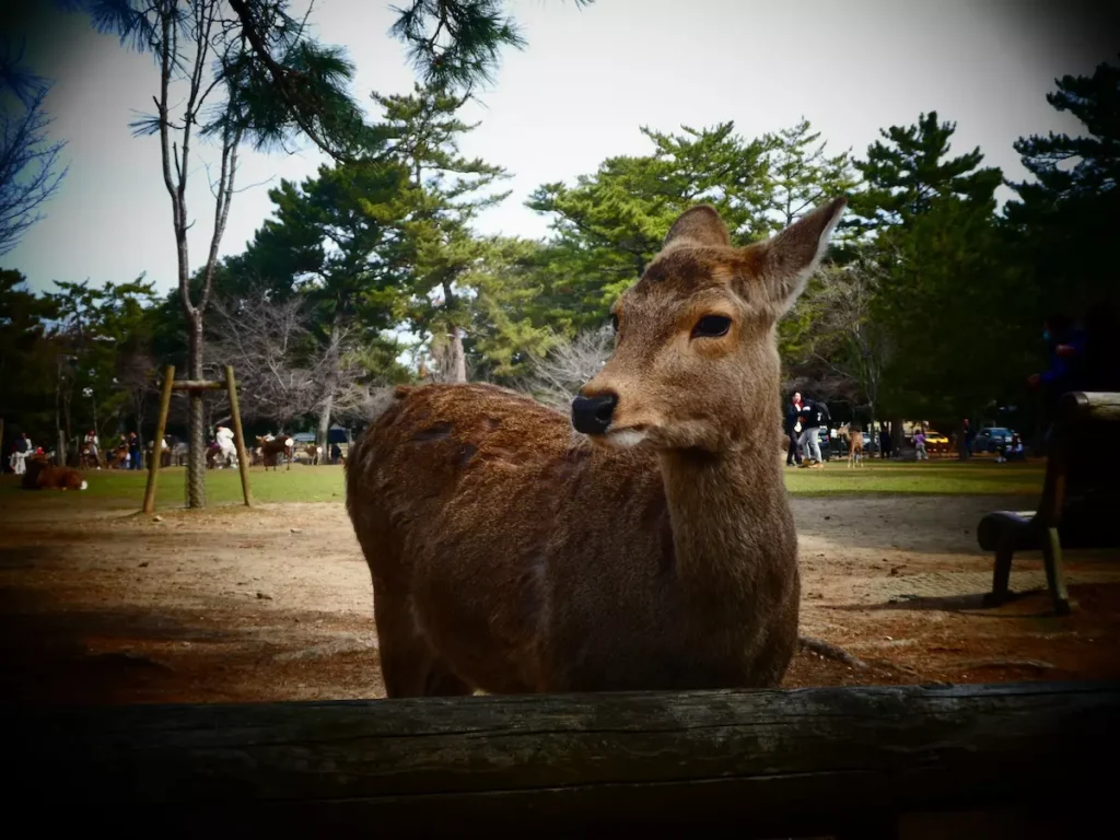 Qué ver en Nara