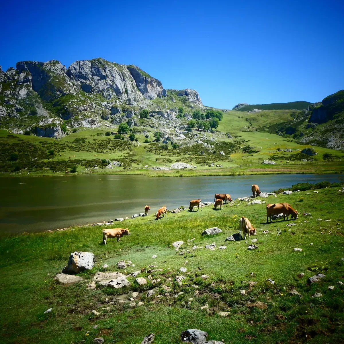 cómo llegar a los Lagos de Covadonga