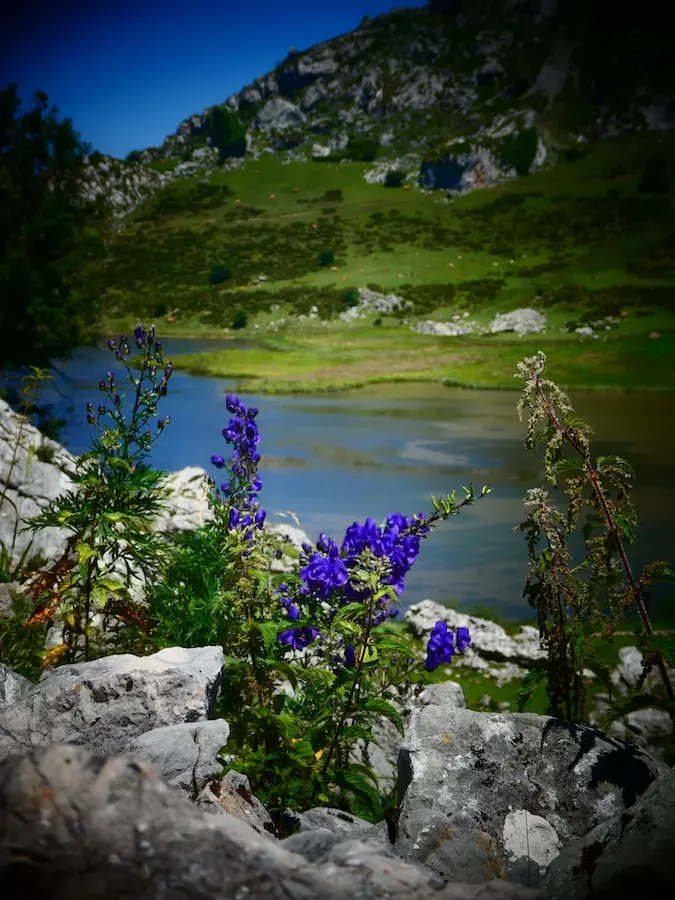 cómo llegar a los Lagos de Covadonga