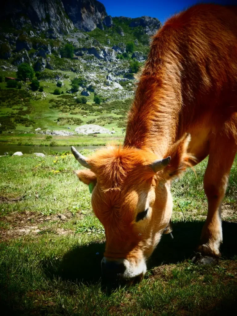 qué ver en picos de europa